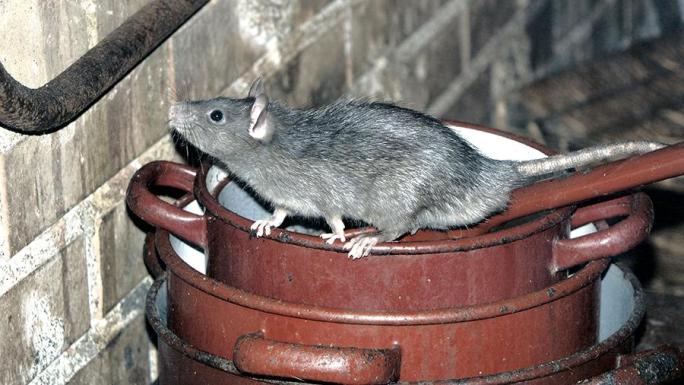 Крысы используют любые доступные лазейки для того, чтобы проникнуть в помещение, где хранится что-либо съестное 