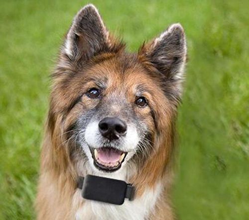 GPS-маяк "Smart Pet"