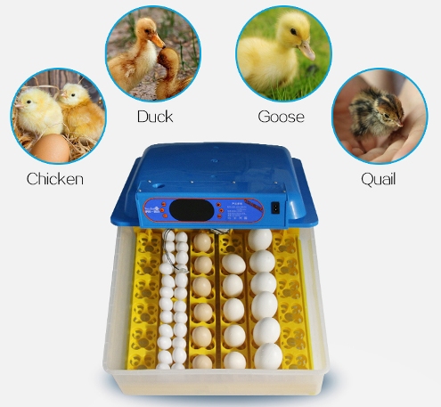 Компактный двухъярусный инкубатор "incubatOr 72" позволит разводить самую разную сельскохозяйственную птицу — от перепелов до гусей