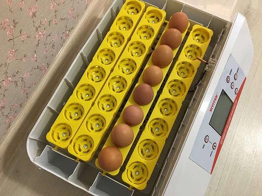 Процесс "созревания" яиц в инкубаторе полностью автоматизирован (нажмите на фото для увеличения)