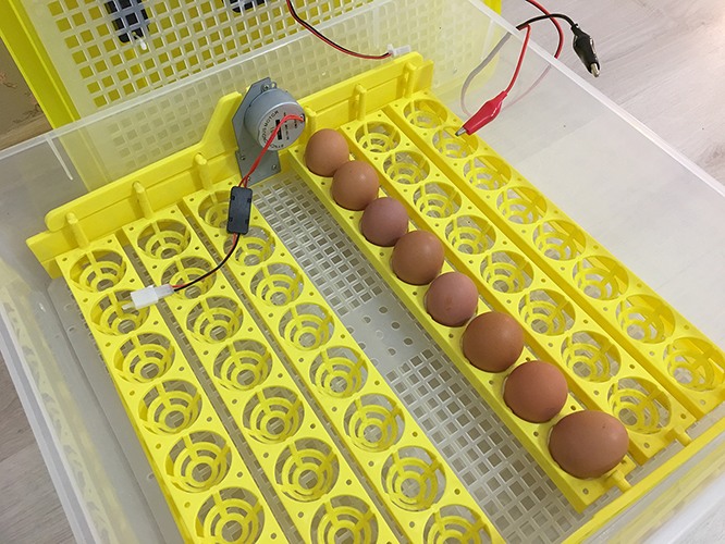 Процесс "созревания" яиц в инкубаторе полностью автоматизирован (нажмите на фото для увеличения)