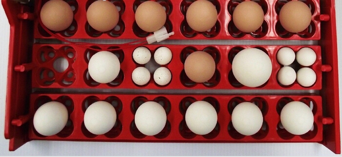 Пример расположения разных яиц в ячейках универсальных лотков