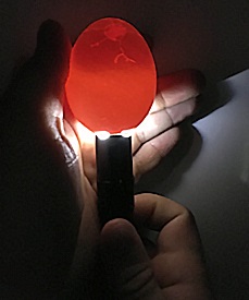 Инкубатор SITITEK 48