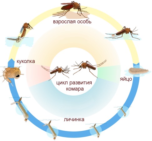 Цикл развития комара: убивая личинок, "Биоларвицид-100" разрывает этот "порочный круг"!