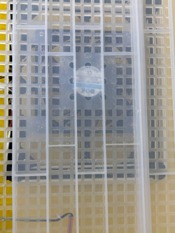 Бытовой инкубатор для яиц SITITEK 96 Уценка