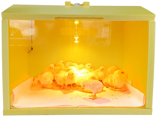 SITITEK HD 50W Auto automatic brooder