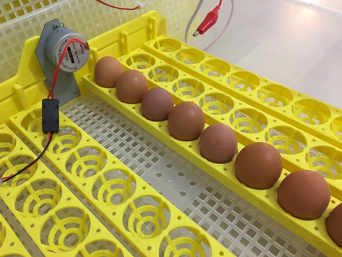 Купить инкубатор для яиц кур