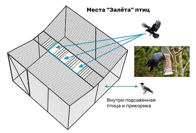 Птицы залетают внутрь и не могут выбраться