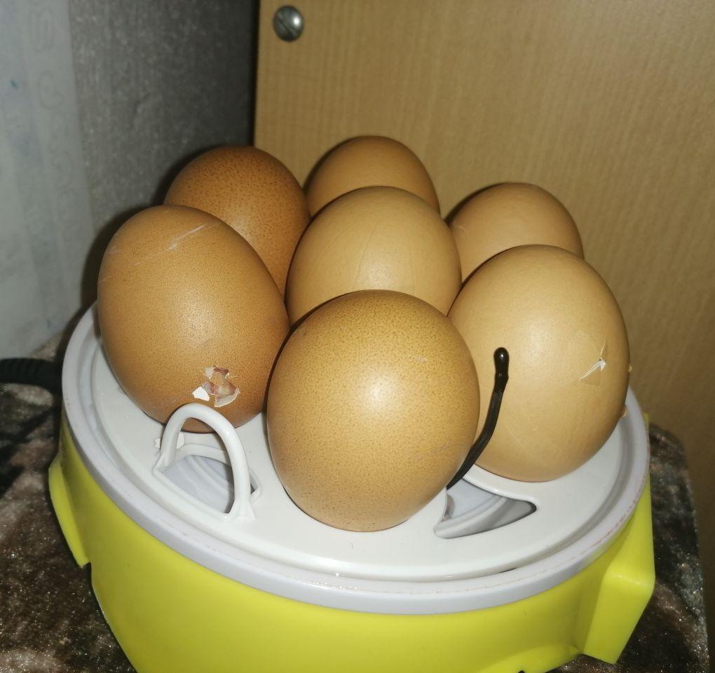 Куплю яйца кур для инкубатора. Инкубатор HHD 7 мини. Мини-инкубатор на 7 яиц HHD 7 С терморегулятором, SITITEK. Мини инкубатор на 7 яиц. Инкубатор для яиц ННД 7.