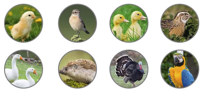 Нагревательная пластина Wonegg 13W подходит для самых разных видов домашних птиц