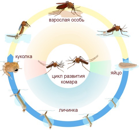 Цикл развития комара: "Биоларвицид" воздействует на насекомых на стадии наибольшей уязвимости!